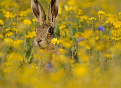 Brown hare by David Tipling/2020VISION