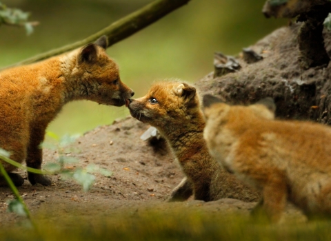 Fox cubs by Jon Hawkins SurreyHillsPhotography