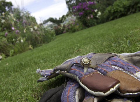 Snail on a pair of gardening gloves with a lawn and flower beds beyond by Tom Marshall