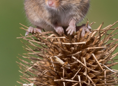 Harvest mouse sitting on a teasel by Charles Thody Photography
