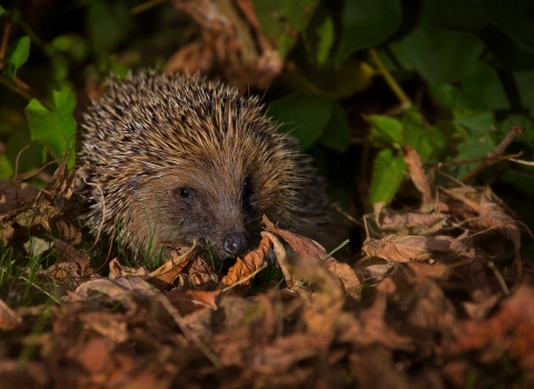 Hedgehog by Jon Hawkins SurreyHillsPhotography