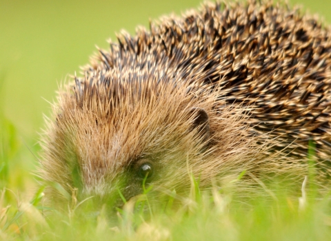Hedgehog by Amy Lewis