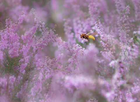 Hornet flying amongst lilac flowers of heather