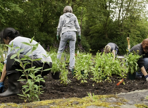 A group of people in a large flower bed planting plants by Katrina Martin/2020VISION