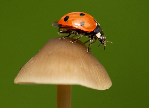 7 spot ladybird on a mushroom by Paul Hobson