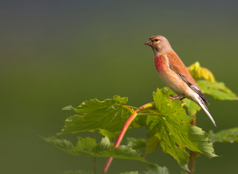 Linnet sitting in the top of a sapling tree by Jon Hawkins/SurreyHillsPhotography