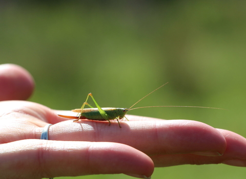 Long-winged conehead (bush-cricket) sitting on an open hand