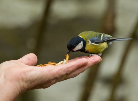 Great tit eating mealworms from a hand by Mark Hamblin/2020VISION
