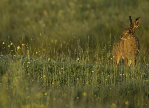 Brown hare in a meadow by Mark Hamblin/2020VISION