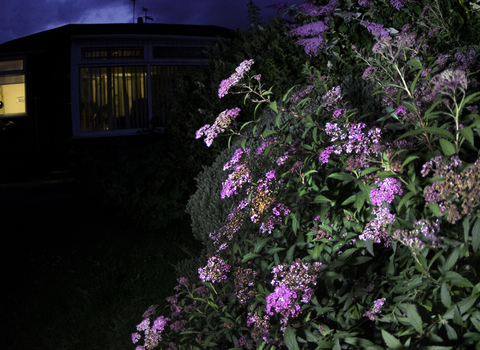 Flowers in a garden at night-time by Jack Perks