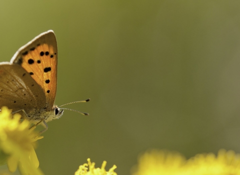 Small copper butterfly (copper orange with black spots on wings) feeding on yellow ragwort flowers by Ross Hoddinott/2020VISION