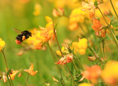 Red-tailed bumblebee flying to bird's-foot trefoil