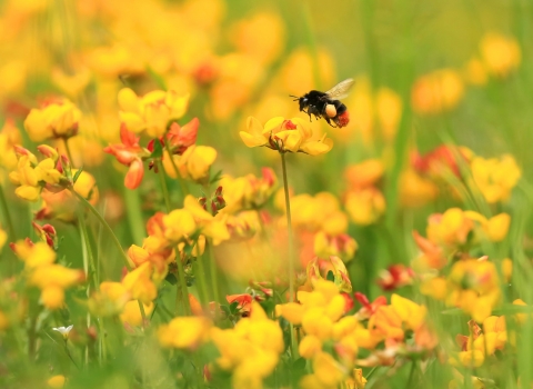 Red-tailed bumblebee flying to yellow flowers of bird's-foot trefoil by John Hawkins, Surrey Hills Photography