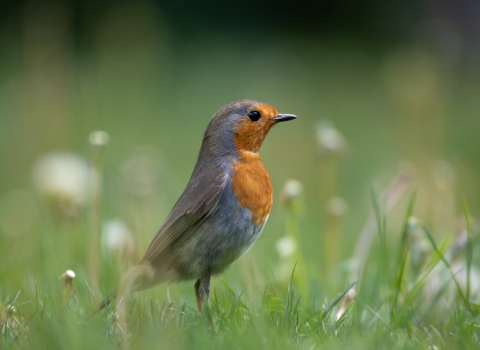 Robin on grass by Jon Hawkins Surrey Hills Photography