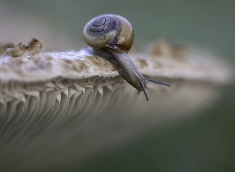 Small snail peeking over the edge of a mushroom by Jon Hawkins/SurreyHillsPhotography