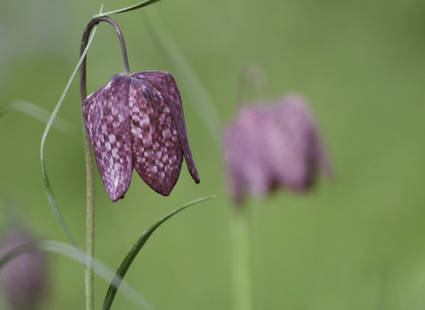Close up of a snake's-head fritillary flower with an out of focus one in the background by Tom Marshall