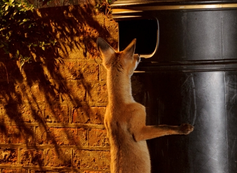 Red fox looking in a bin by Terry Whittaker