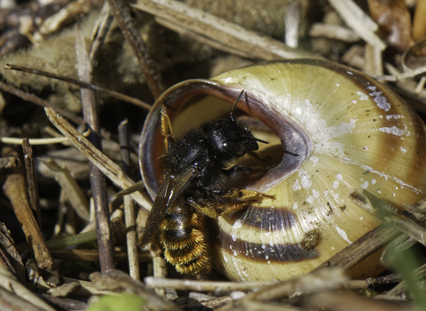 A red-tailed mason bee entering her nest in an empty snail shell. She is a small, slim black bee with a fuzzy orange abdomen