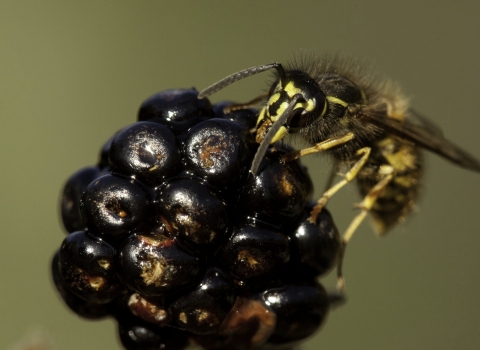 Wasp on blackberry by Paul Hobson