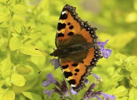 Small tortoiseshell butterfly feeding on garden flowers by Mark Hamblin/2020VISION