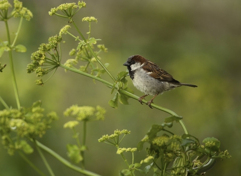 House sparrow sitting in vegetation by Mark Hamblin/2020VISION