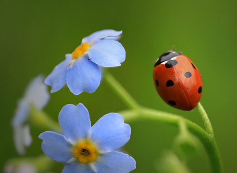 7 spot ladybird on forget-me-not by Jon Hawkins SurreyHillsPhotography