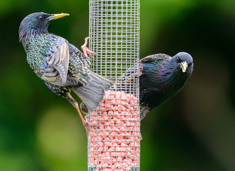 Starlings on a peanut feeder by Russell Watkins, Shutterstock
