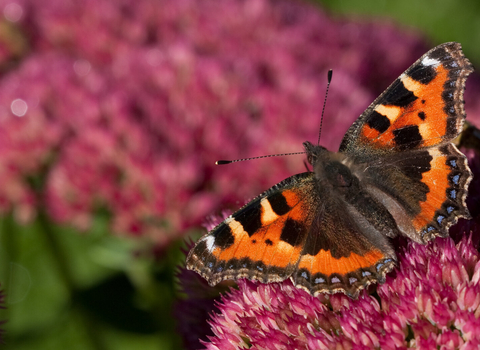 Small tortoiseshell on sedum by Vaughn Matthews