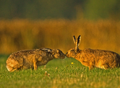 Two brown hares that are meeting nose to nose by Russell Savory